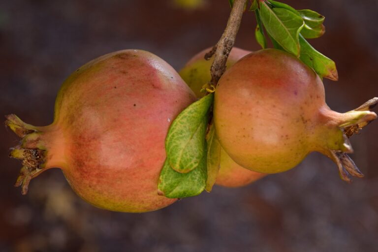 Understanding the Benefits of Mindfulness for Muscle Recovery