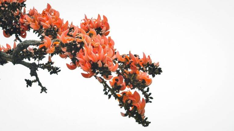 Exploring the Role of Lobbyists in Elections